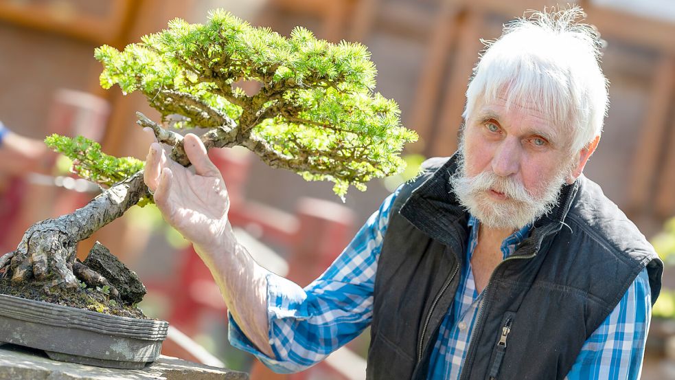 Bonsai: Nortmoorer macht Bume zu Mini-Kunstwerken - Ostfriesen-Zeitung