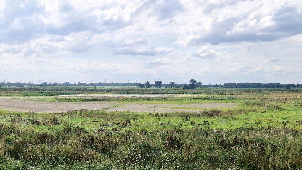 Süßwasserpolder Stapelmoor: Wie hinterm Emsdeich ein Naturparadies ...