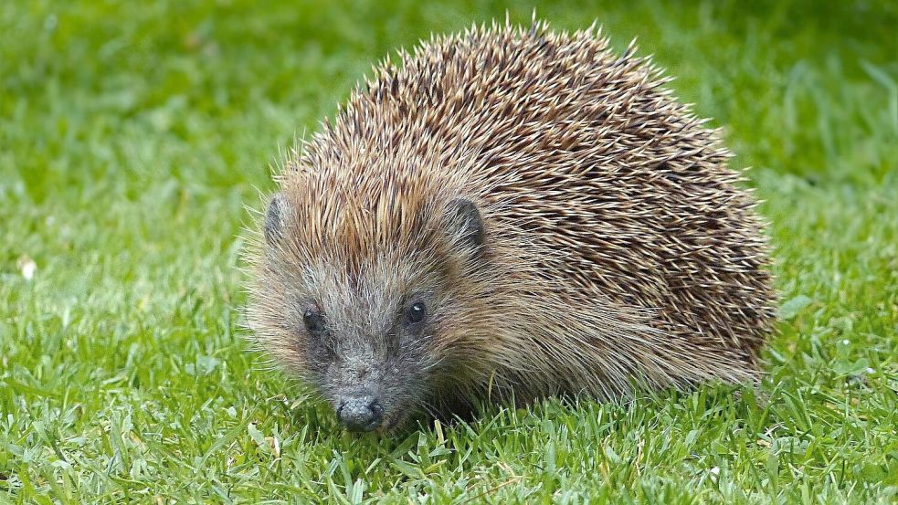 District league match in Firrel: Animal Incident - | Hedgehog as streaker ...