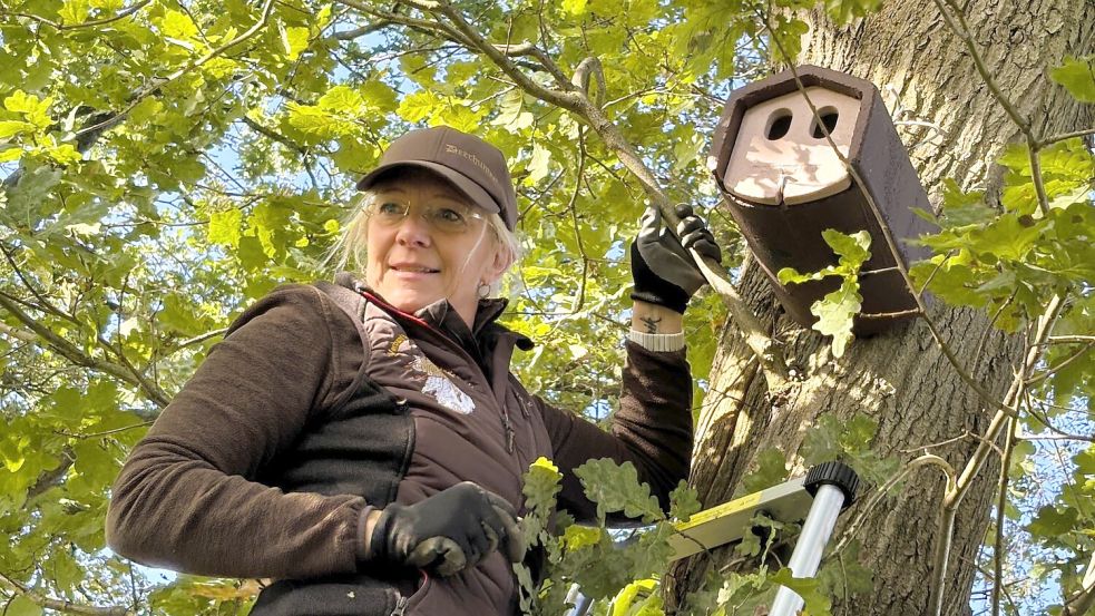 Nesting box sponsors: Bagband's nesting boxes are more than bird ...