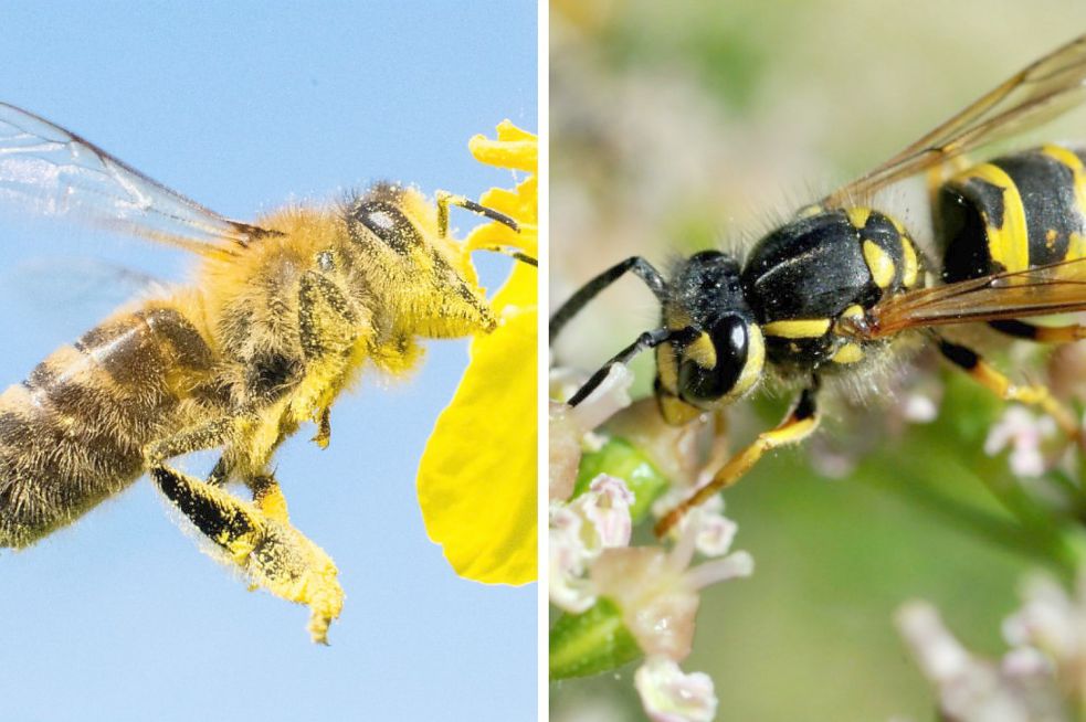 Das sind die wichtigsten Unterschiede zwischen Bienen und Wespen OstfriesenZeitung